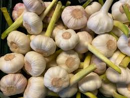 Braun Knoblauch Samen für einfache Aussaat