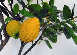 Citron Gemüsesamen for Your Garden