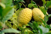 Citron Gemüsesamen for Your Garden