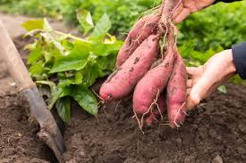 Dunkel Pink Süßkartoffel Samen zum Pflanzen - Grow Your Own Gemüses