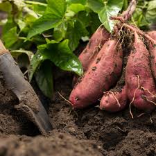 Dunkel Pink Süßkartoffel Samen zum Pflanzen - Grow Your Own Gemüses