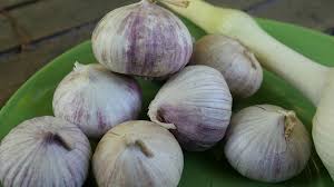 Hell Lila Knoblauch Samen zum Pflanzen