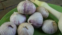 Hell Lila Knoblauch Samen zum Pflanzen