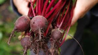 Rot Rote Bete Samen - Perfect zum Pflanzen