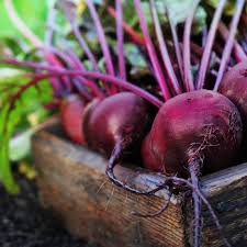 Rot Rote Bete Samen - Perfect zum Pflanzen