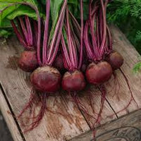 Rot Rote Bete Samen - Perfect zum Pflanzen