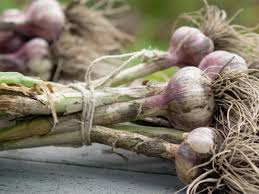 Lila Knoblauch Gemüse Samen zum Pflanzen