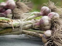 Lila Knoblauch Gemüse Samen zum Pflanzen