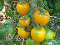 Groß Gelb Tomate Samen for für den Hausgarten