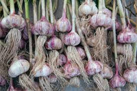 Dunkel Blau Knoblauch Samen zum Pflanzen