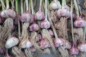 Lila & Weiß Knoblauch Samen zum Pflanzen