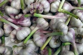 Dunkel Blau Knoblauch Samen zum Pflanzen