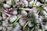 Lila & Weiß Knoblauch Samen zum Pflanzen