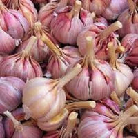 Dunkel Blau Knoblauch Samen zum Pflanzen