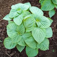 Perilla Samen for Gemüse Garden Planting
