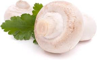 Weiß Pilz Gemüsesamen für einfache Aussaat