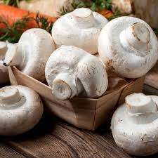 Weiß Pilz Gemüsesamen für einfache Aussaat
