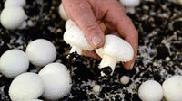 Weiß Pilz Gemüsesamen für einfache Aussaat