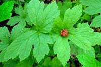 hydrastis canadensis goldenseal root samen für woodland shade garden cultivation