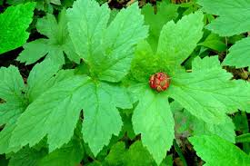 goldenseal root samen für woodland shade gardens and natural landscape growing