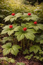 hydrastis canadensis goldenseal root samen für woodland shade garden cultivation