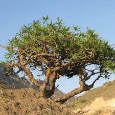 boswellia sacra frankincense tree botanical variety für home garden growing