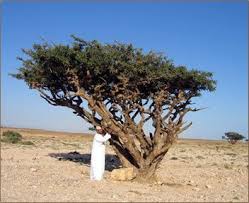 boswellia sacra frankincense tree botanical variety für home garden growing