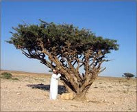 boswellia sacra frankincense tree botanical variety für home garden growing
