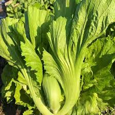 chinese mustard brassica juncea samen für pflanzung in vegetable patch and Kräuterpflanze garden