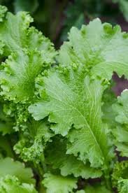 chinese mustard brassica juncea samen für pflanzung in vegetable patch and Kräuterpflanze garden