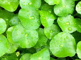 centella asiatica centella asiatica samen für pflanzung für Kräuterpflanze garden