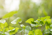 centella asiatica centella asiatica samen für pflanzung für Kräuterpflanze garden