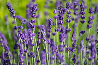 lavender lavandula angustifolia samen lavendelbluten