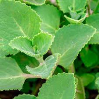 spanish thyme plectranthus amboinicus pflanze samen