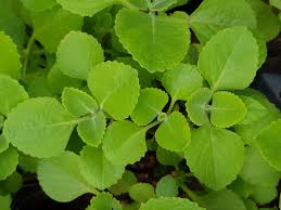 spanish thyme plectranthus amboinicus pflanze samen