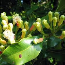 clove samen syzygium aromaticum für pflanzung in Kräuterpflanze garden vegetable patch