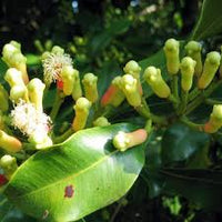 clove samen syzygium aromaticum für pflanzung in Kräuterpflanze garden vegetable patch