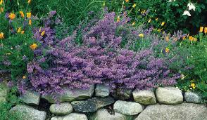 wandering charivnyk samen rare ornamental or Kräuterpflanzeaceous variety
