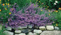 wandering charivnyk samen rare ornamental or Kräuterpflanzeaceous variety