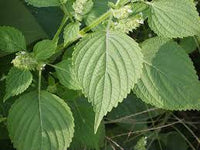 green shiso perilla frutescens samen für pflanzung Kräuterpflanze garden asian kitchen