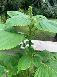 green shiso perilla frutescens samen für pflanzung Kräuterpflanze garden asian kitchen