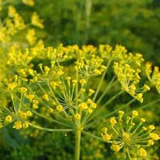 mammoth dill anethum graveolens samen