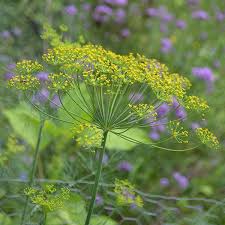 kaufen anise flower pflanzung samen Stück, 100 Stück