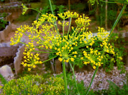 mammoth dill anethum graveolens samen