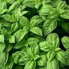 nufar basil ocimum basilicum nufar organic samen