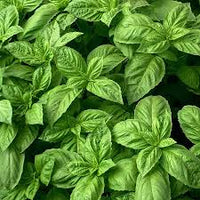 nufar basil ocimum basilicum nufar organic samen