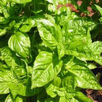 nufar basil ocimum basilicum nufar organic samen