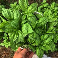 nufar basil ocimum basilicum nufar organic samen