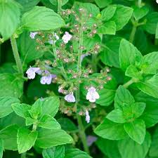 nepitella calamintha nepeta samen