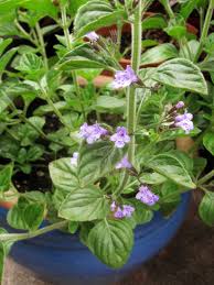 nepitella calamintha nepeta samen